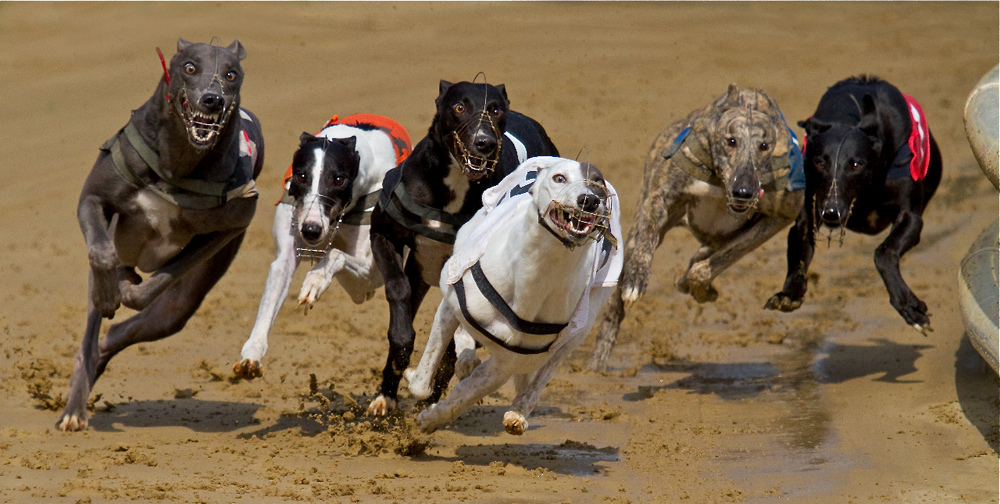 Choose the best Sports Book Sites with Sports Booking Reviews