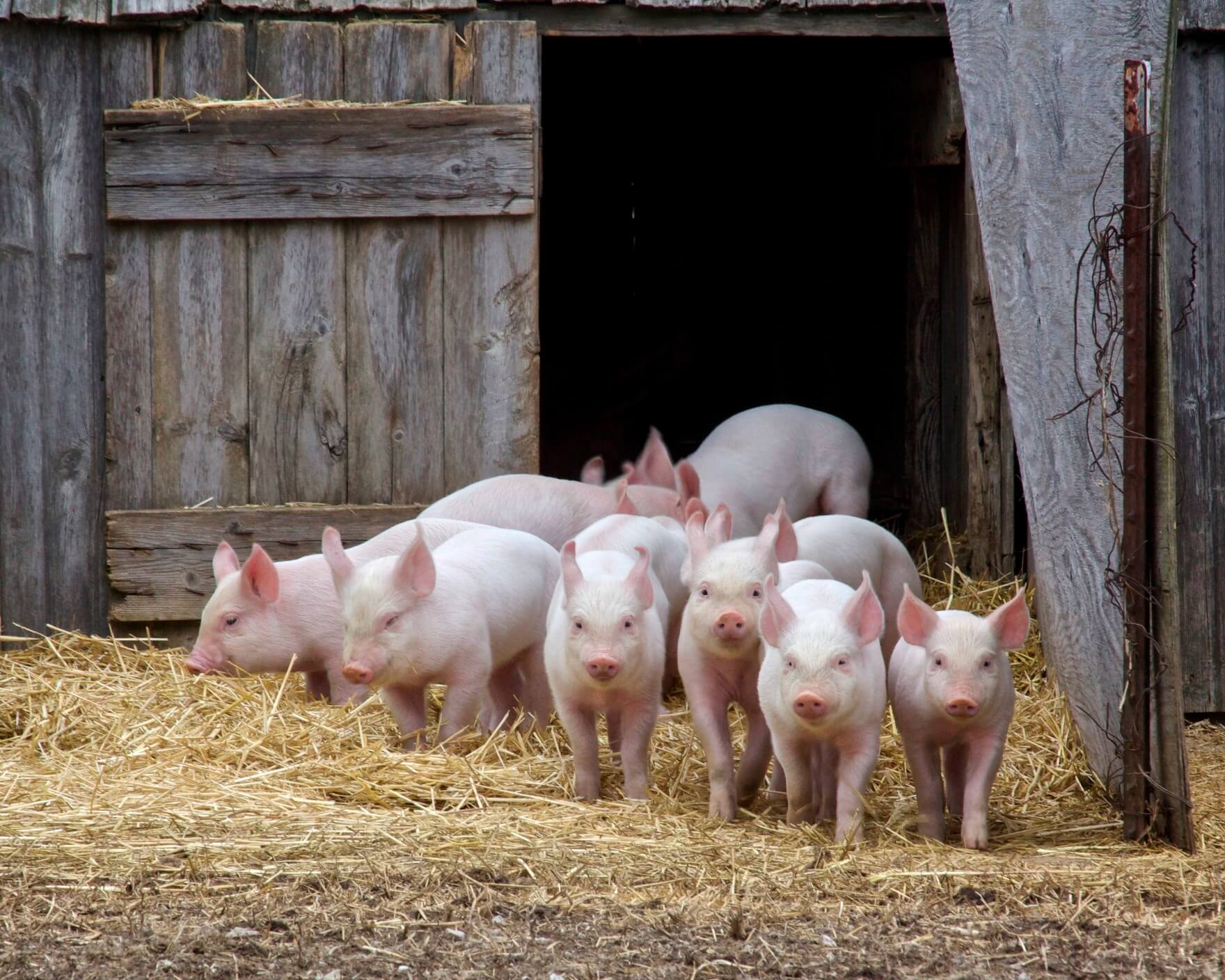 Judge Orders $112 Million in Crypto to Be Given Back to Pig Butchering Victims