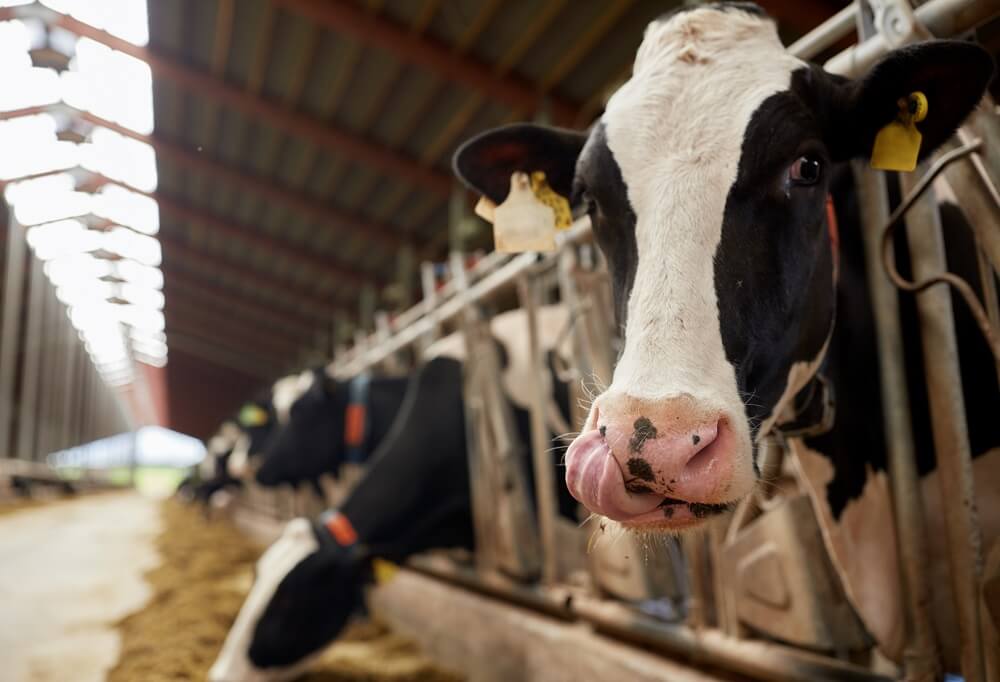 JD.com Teams Up With Australian Exporter to Track Beef on the Blockchain