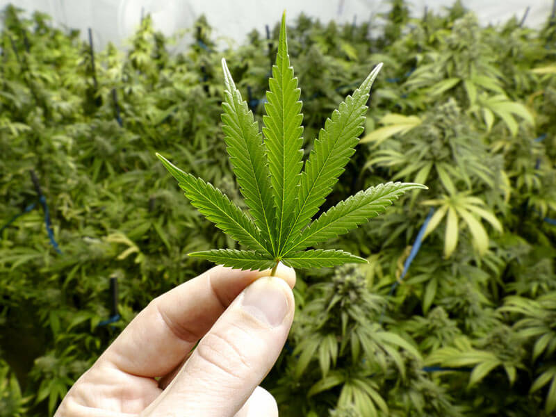 Meet the World’s First Censorship Resistant Blockchain Cannabis Social Network