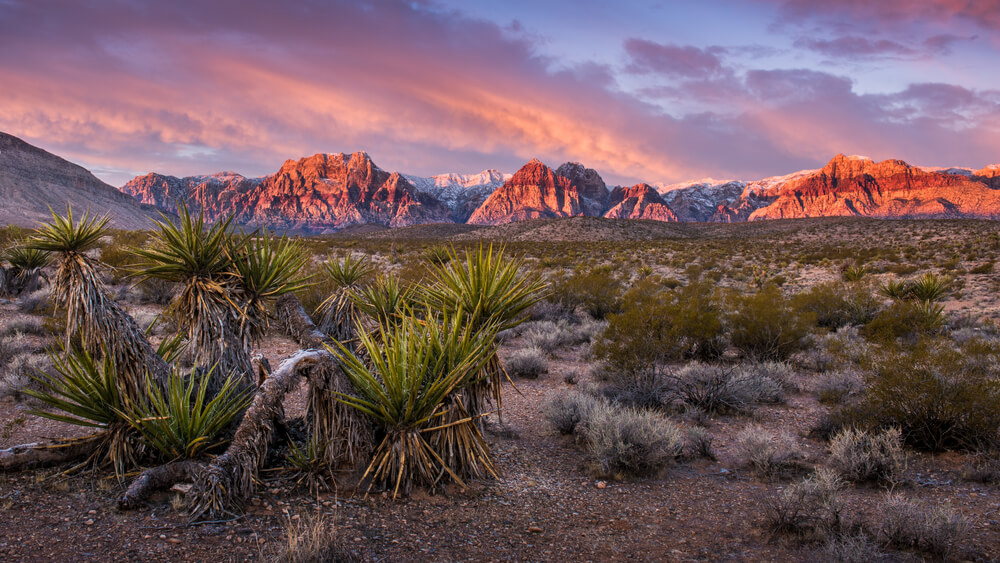The Ledger Nano S is Extremely Popular in Nevada