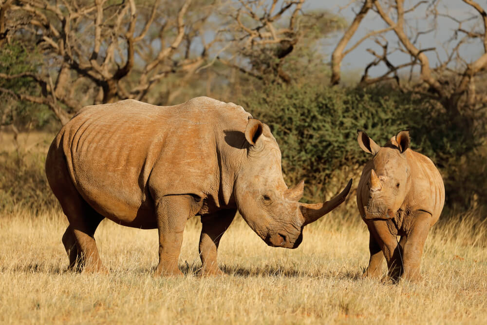 Rhino Coin is a Cryptocurrency Venture for a Good Cause