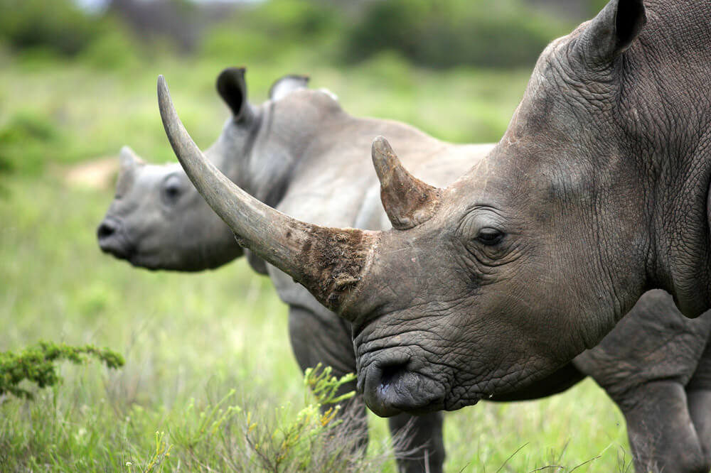 The Rhino Coin plans on helping stop the poaching of rhinos and make sure the species does not go extinct.