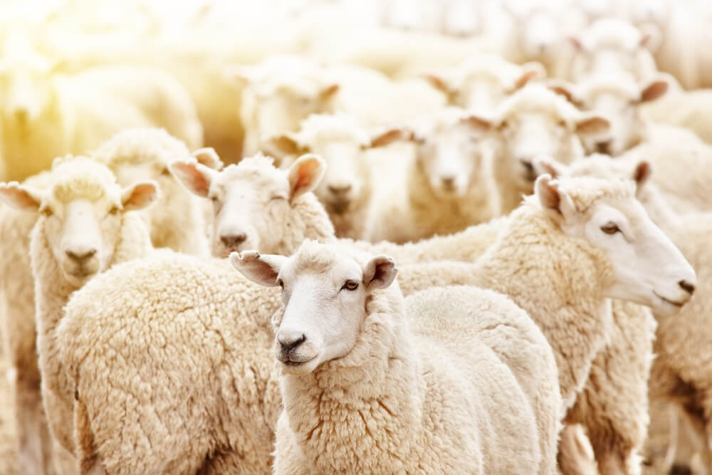 Research Says Crowd Psychology is Driving Bitcoin’s Price Up