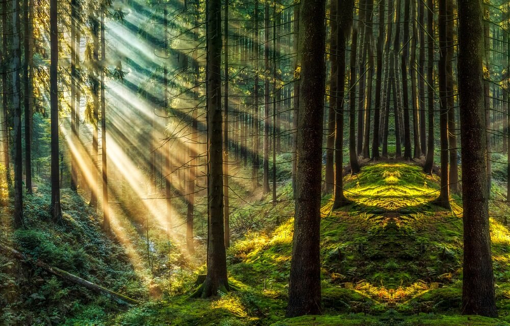 Blockchain Forest