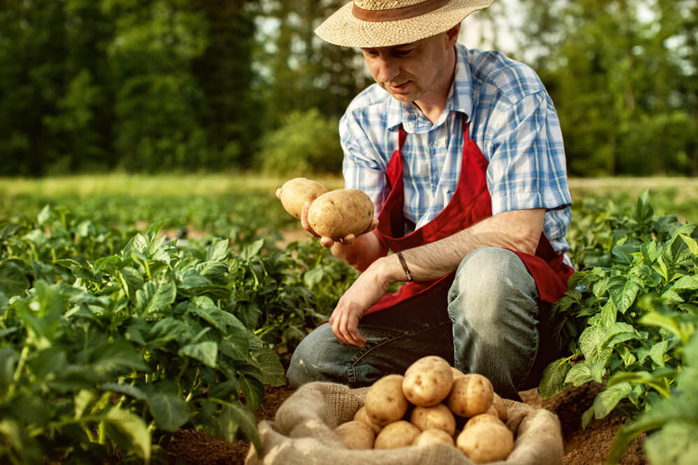 Blockchain technology is helping farmers be more productive and attain higher profits.