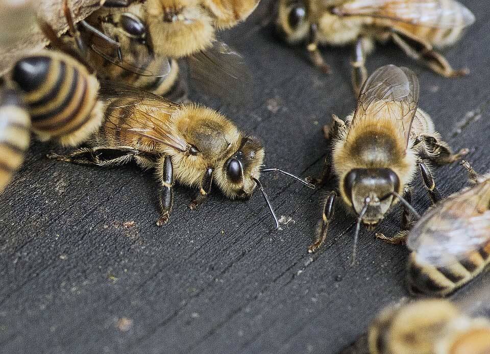 New $POOH Meme Token Wants to Save Bee Populations
