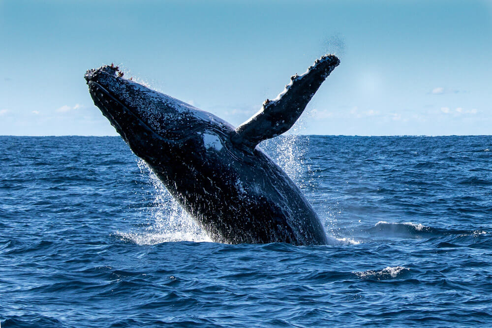Could Crypto Whales and Their Very Small Fees Have Led to BTC’s Recent Fall?