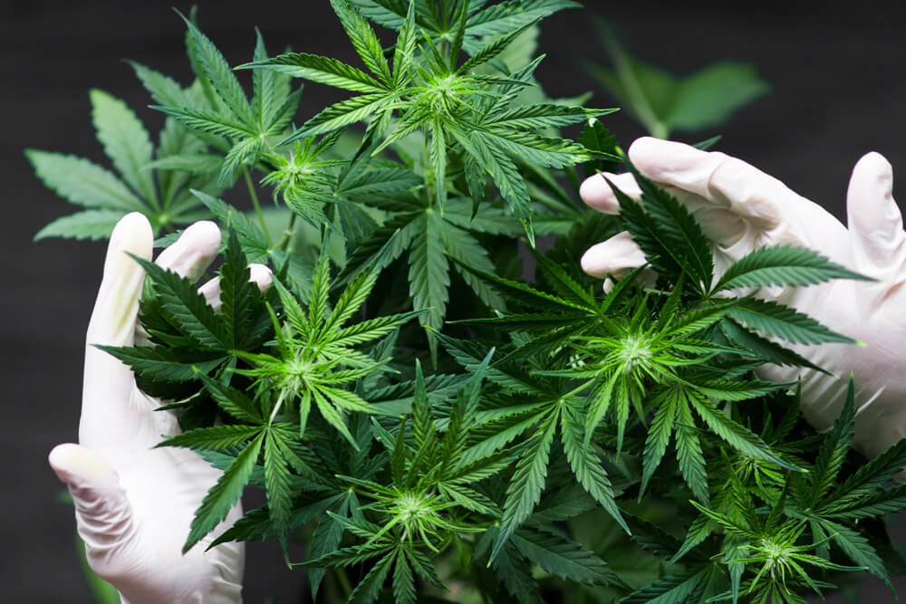 SEC Shuts Down Cannabis Investment Fund for Fraud