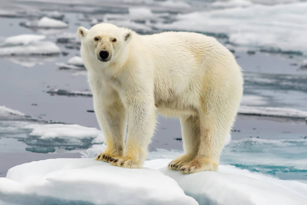 Bitcoin Is NOT Going to Destroy Our Climate – And Here’s Why