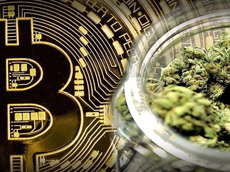 Man Sees 55 Million Pounds in BTC From Marijuana Business Get “Burned”