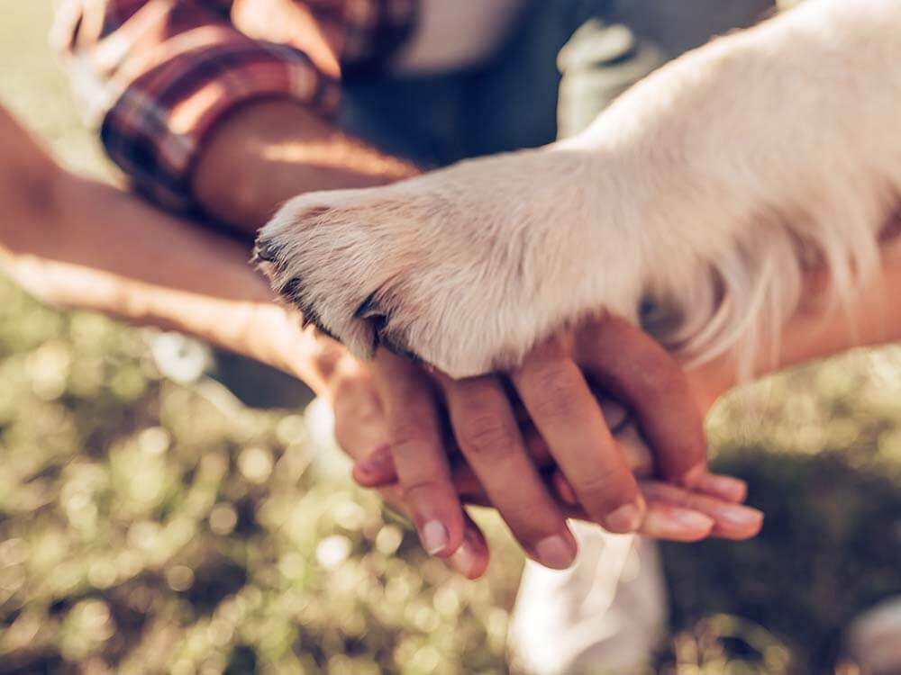 Pawtocol Permits Crypto Donations for New Pet Fund