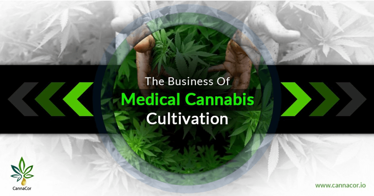 The Business Of Medical Cannabis Cultivation