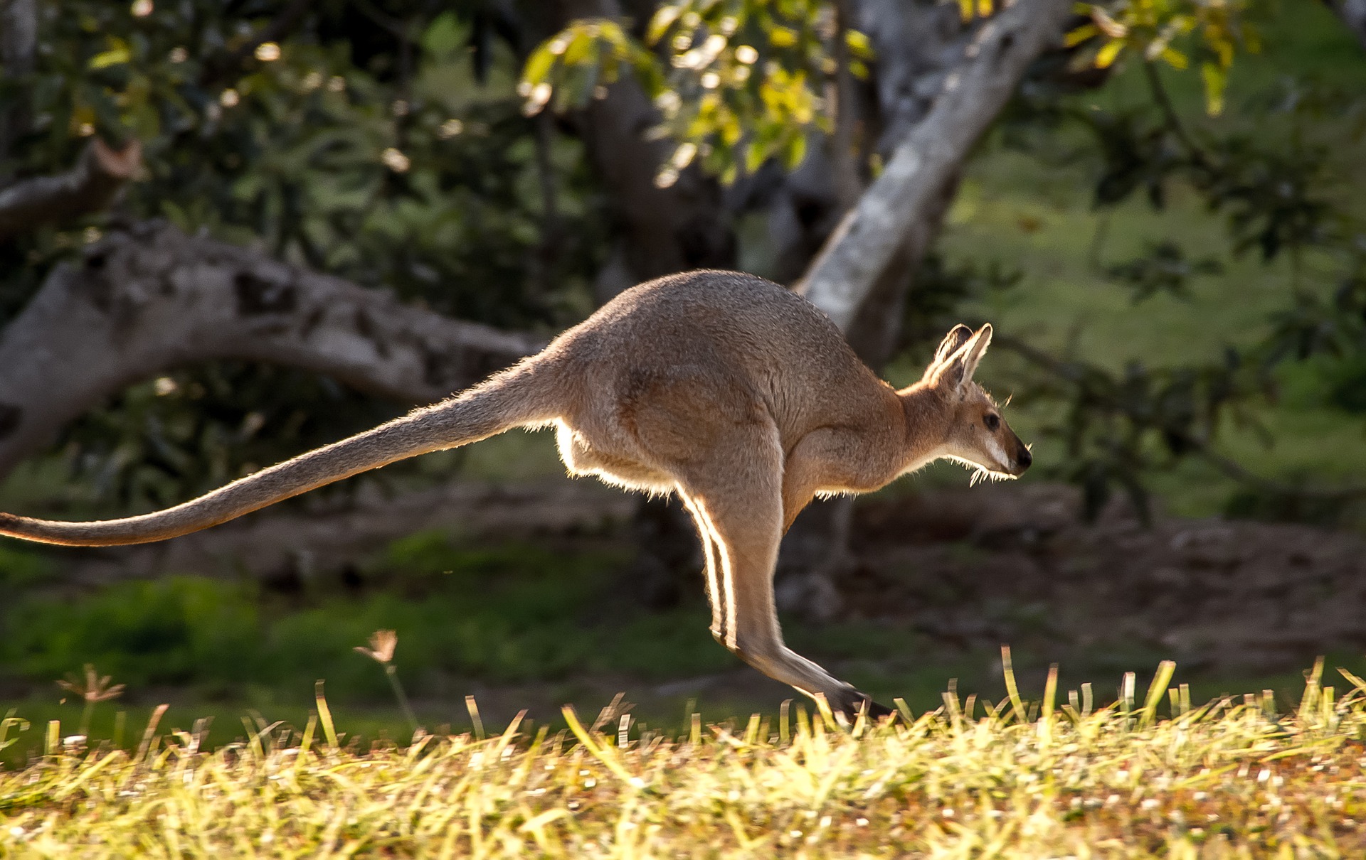The 5 Best Online Trading Platforms in Australia