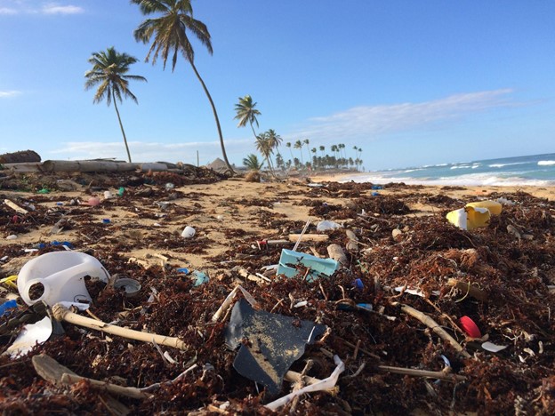 Next Earth Donates to Clean the Oceans, Save the Forests, and Protect Wildlife