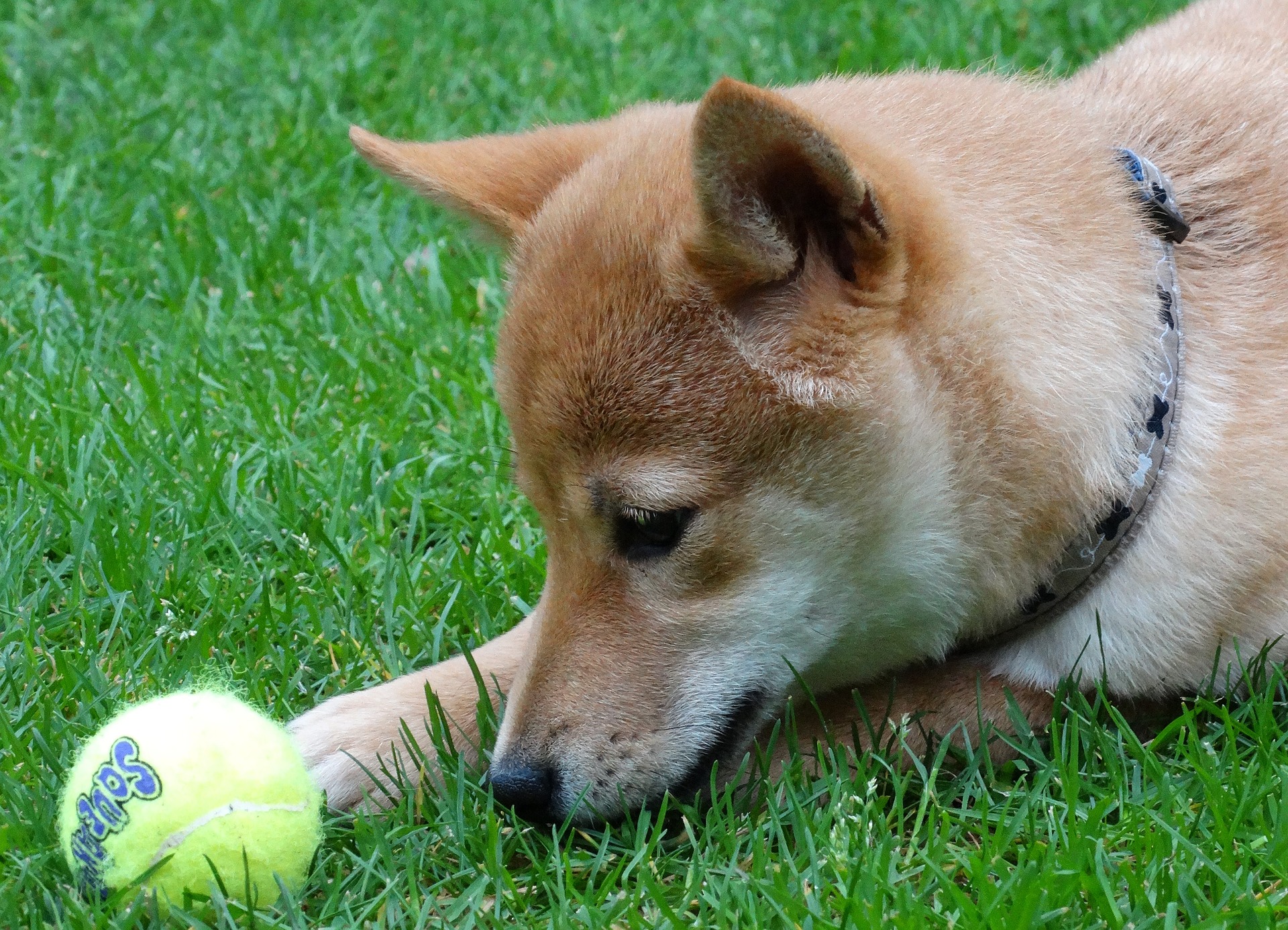 Why Does The Price of The Constantly-Burning Shiba Inu Coin Keep Falling?
