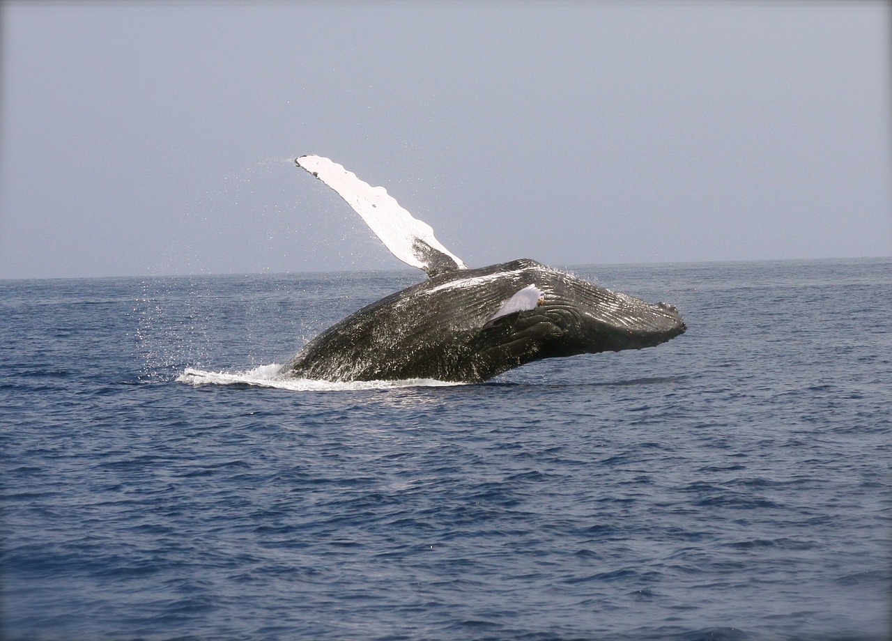 Bitcoin Whale Wakes Up After 5 Years, Transfers $536 Million Out of Wallet