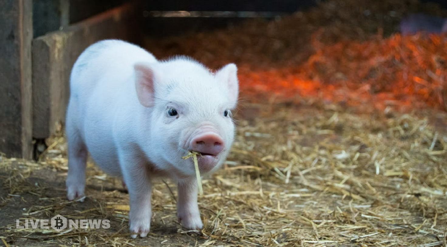 Pig Butchering Scams Have Become the New Trend for Crypto Criminals, Chainalysis Finds