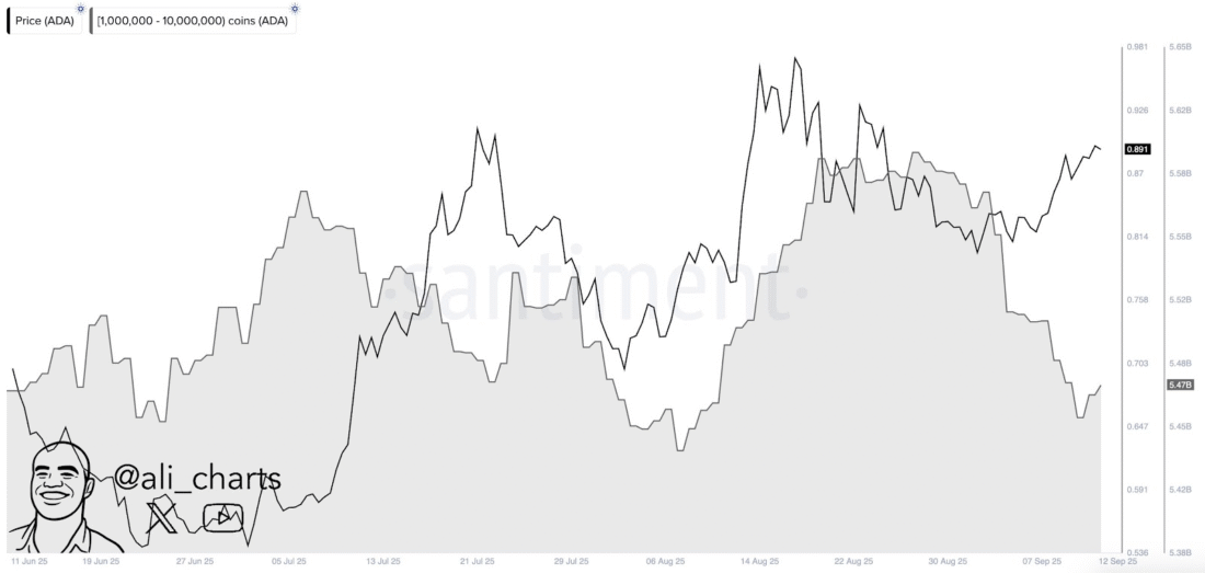 Cardano Price Rally Could Continue Into October But Experts Predict A 50% Pullback So Is Now The